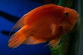 Ornamental aquarium fish. Royalty Free Stock Photo